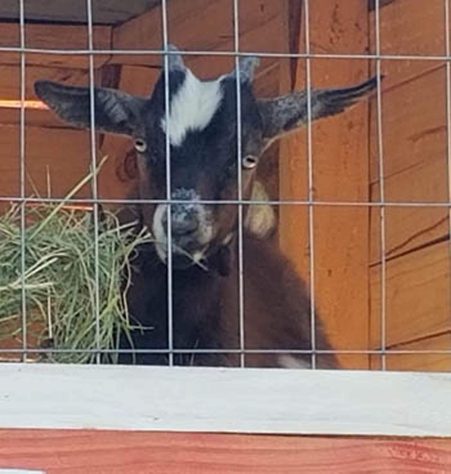 handmade goats milk soap at The Fabulous Bok Vegas Texas