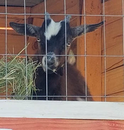handmade goats milk soap at The Fabulous Bok Vegas Texas
