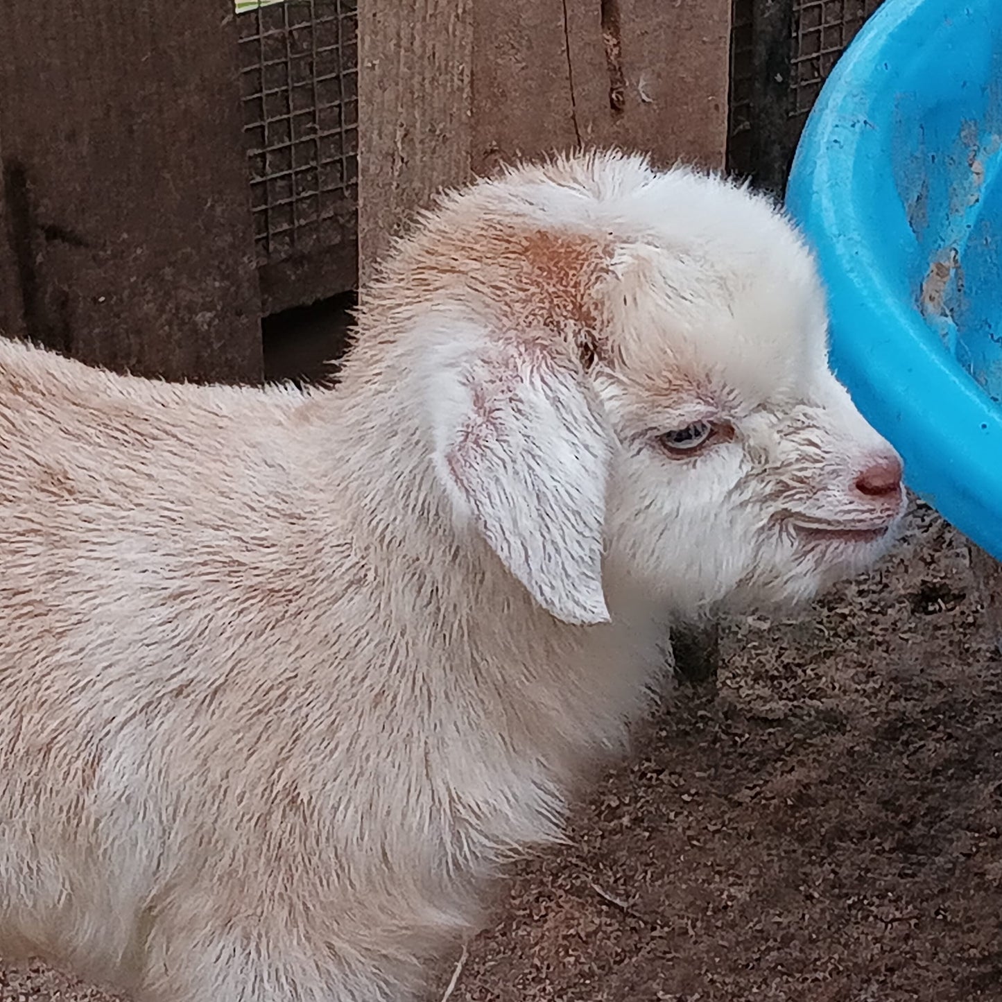 baby goat at a petting zoo on a farm