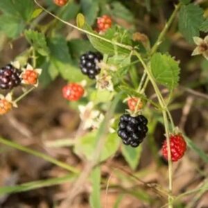 Dewberry We Pick For You - Per Pint (approx. 1.0 lbs.) (1)